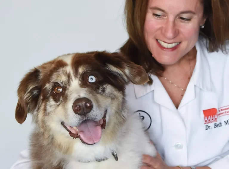 About Us - Companion Animal Hospital of Selinsgrove