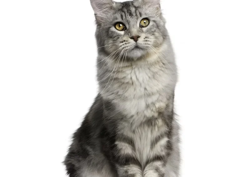 About Us - Companion Animal Hospital of Selinsgrove
