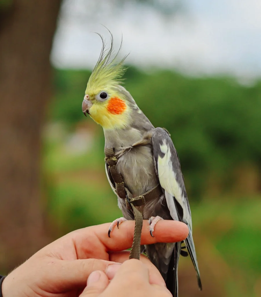 Birds (Avian Medicine) - Companion Animal Hospital of Selinsgrove cockatiel resting on finger
