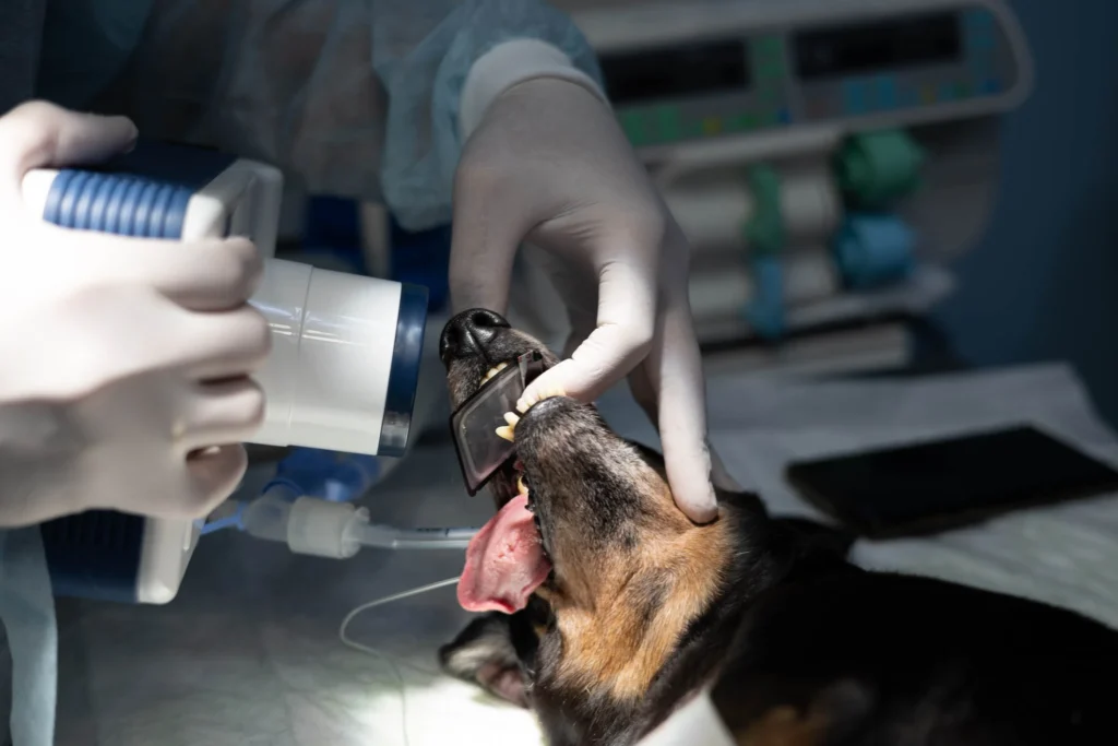sedated dog getting xrays of their teeth