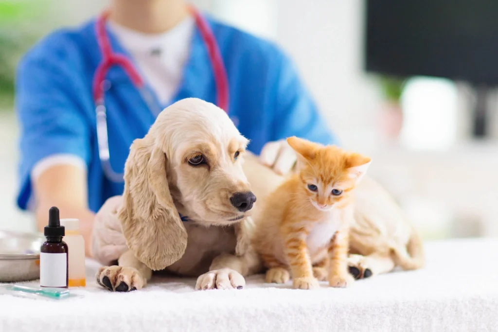 puppy and kitten set in front of the vet