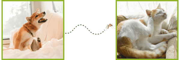 Prevention Offer - Companion Animal Hospital of Selinsgrove